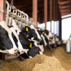 Closeup of black and white Holstein dairy cows eating forage while peeking out from behind stall fence in livestock farm on blurred background of farmer carrying milk can